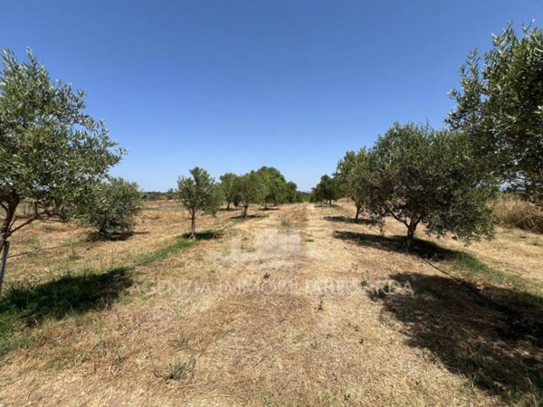 terreno agricolo in vendita ad Alghero in zona Maria Pia