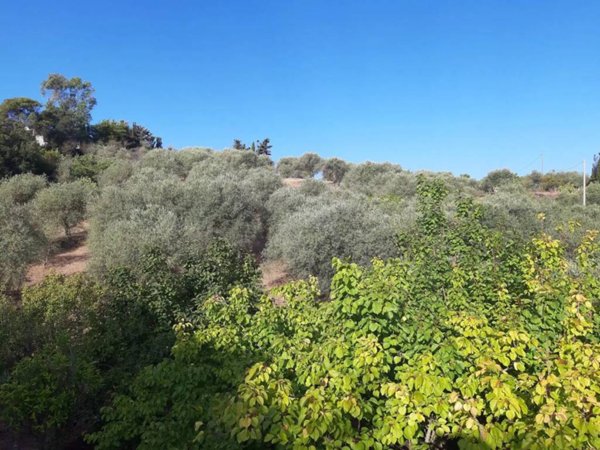 terreno agricolo in vendita ad Alghero in zona Sant'Anna
