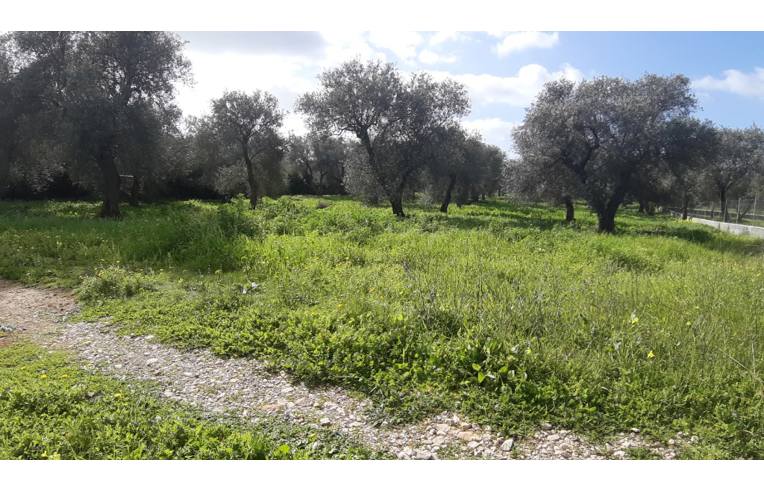 terreno agricolo in vendita ad Alghero in zona Carmine