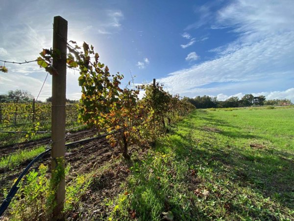 terreno agricolo in vendita ad Alghero
