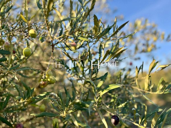 terreno agricolo in vendita ad Alghero in zona Sant'Anna