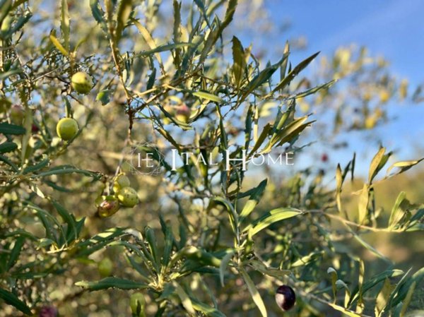 terreno agricolo in vendita ad Alghero in zona Sant'Anna