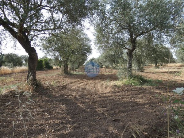 terreno agricolo in vendita ad Alghero