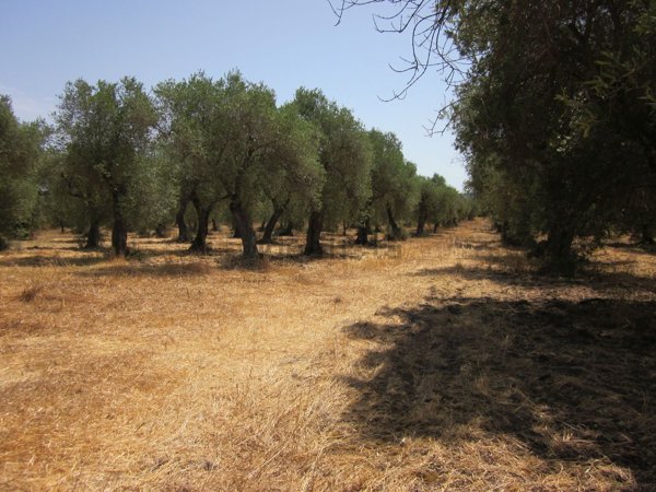 appartamento in vendita ad Alghero in zona Carrabuffas