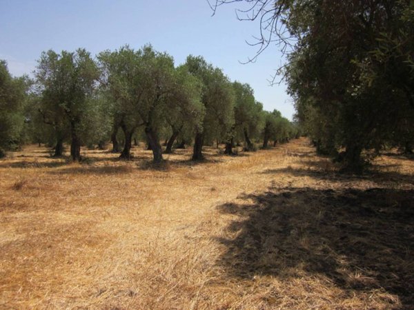 terreno agricolo in vendita ad Alghero in zona Carrabuffas