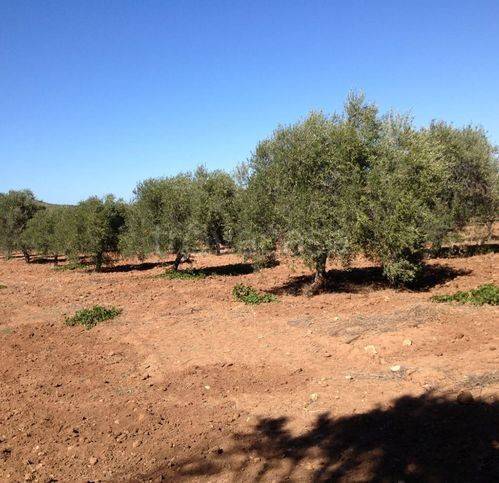 terreno agricolo in vendita ad Alghero in zona Fertilia