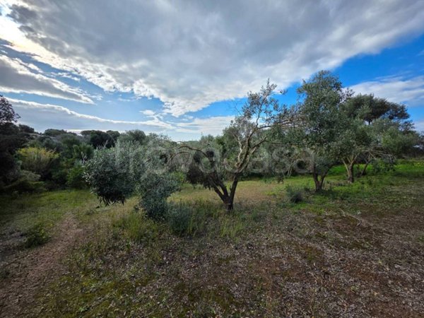 terreno agricolo in vendita ad Alghero