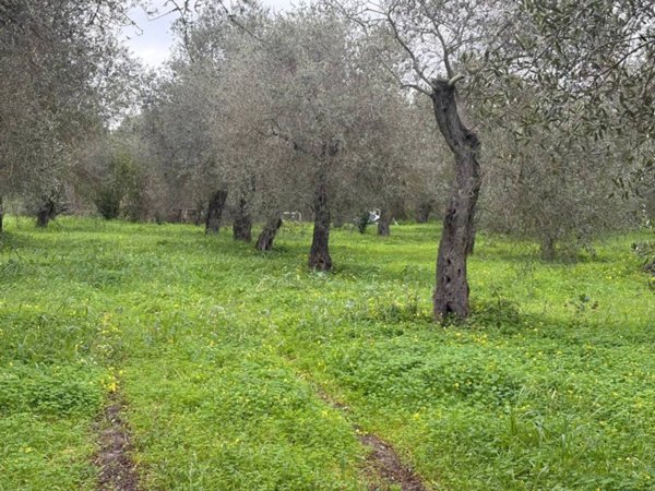 terreno agricolo in vendita ad Alghero in zona Sant'Agostino