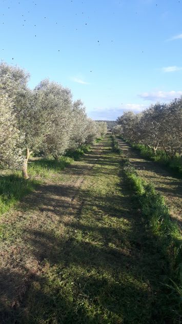 casa indipendente in vendita ad Alghero