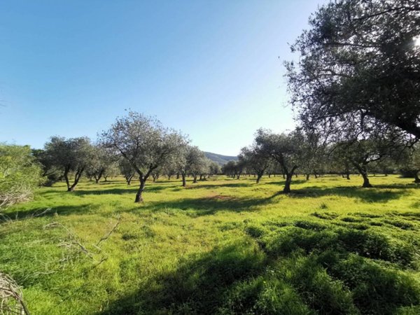 terreno agricolo in vendita ad Alghero in zona Maria Pia