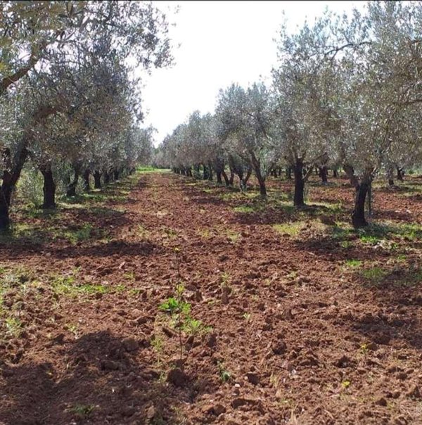 terreno agricolo in vendita ad Alghero in zona Sa Segada