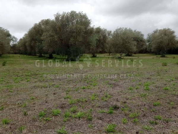 terreno agricolo in vendita ad Alghero in zona Maria Pia