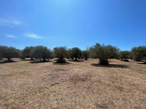 terreno agricolo in vendita ad Alghero