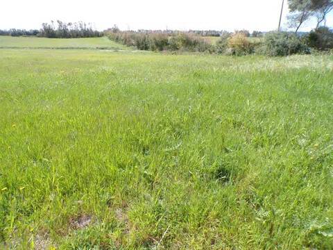 terreno agricolo in vendita ad Alghero in zona Sa Segada