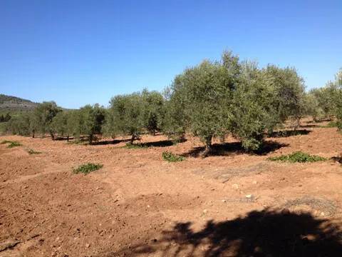 terreno agricolo in vendita ad Alghero in zona Fertilia
