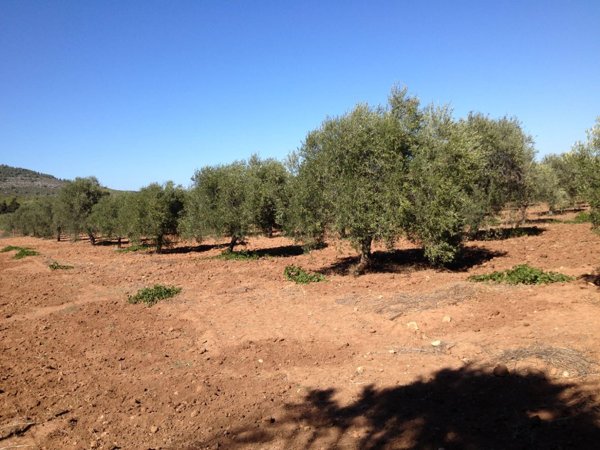 terreno in vendita ad Alghero in zona Maristella