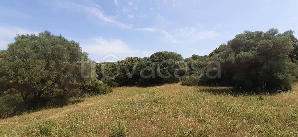 terreno agricolo in vendita ad Arzachena