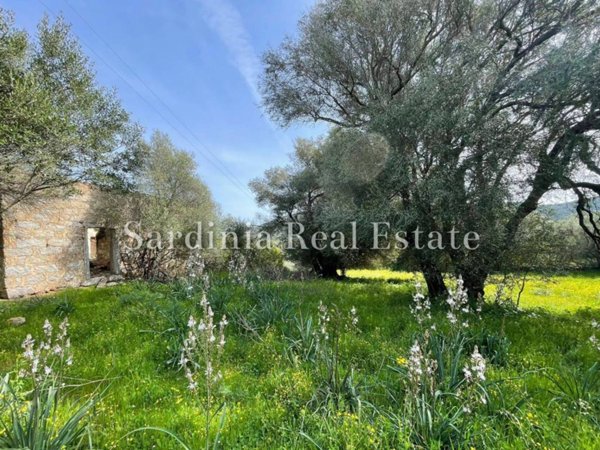 terreno agricolo in vendita ad Arzachena
