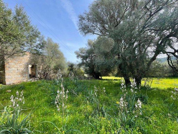 terreno agricolo in vendita ad Arzachena