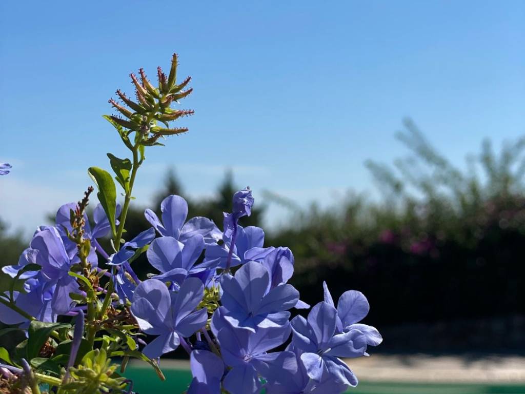 casa indipendente in vendita ad Arzachena in zona Porto Cervo