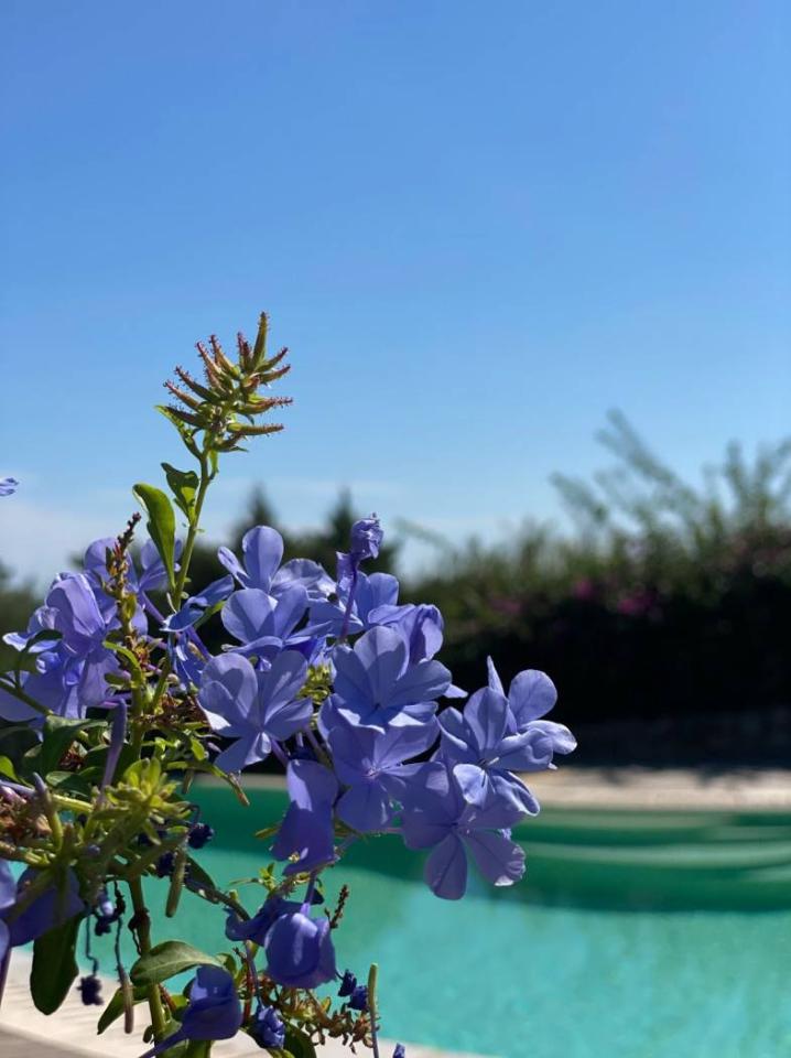 casa indipendente in vendita ad Arzachena in zona Porto Cervo