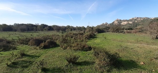 terreno agricolo in vendita ad Arzachena