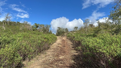 casa indipendente in vendita ad Arzachena