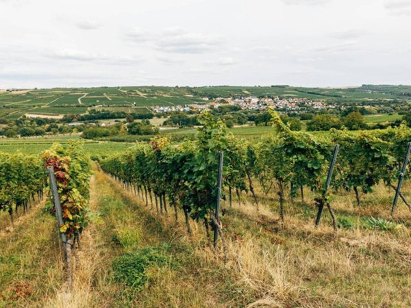 terreno agricolo in vendita ad Arzachena