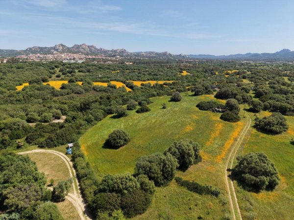 azienda agricola in vendita ad Arzachena