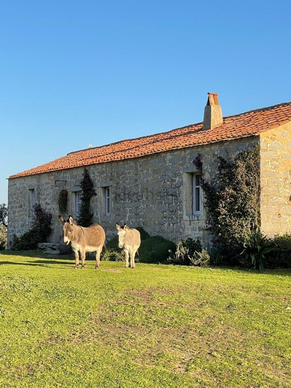 casa semindipendente in vendita ad Arzachena
