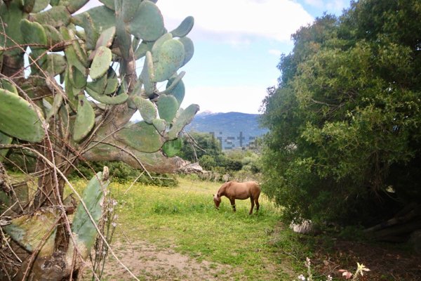 casa indipendente in vendita ad Arzachena
