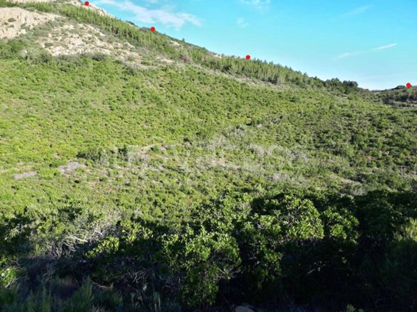 terreno agricolo in vendita a Berchidda