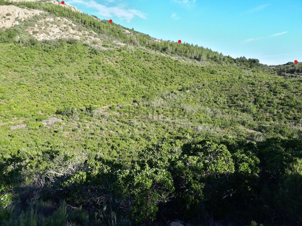 terreno agricolo in vendita a Berchidda