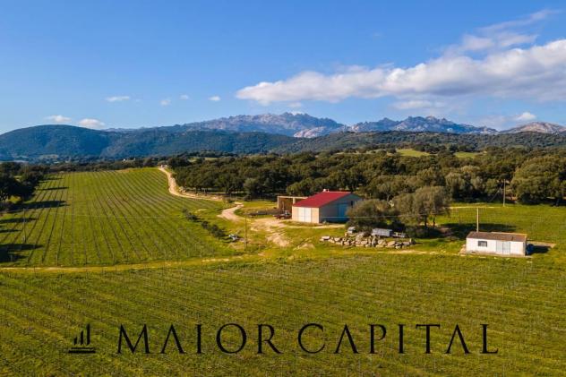 quadrivano in vendita a Berchidda