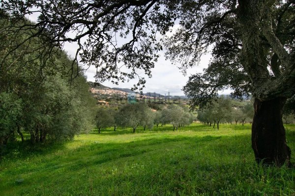 casa indipendente in vendita a Berchidda