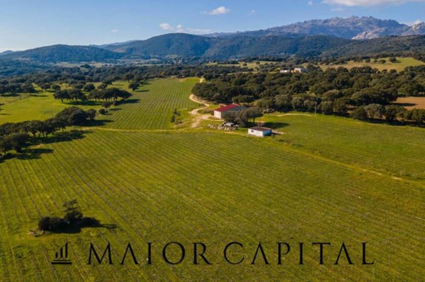 azienda agricola in vendita a Berchidda