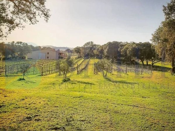 casa indipendente in vendita a Berchidda