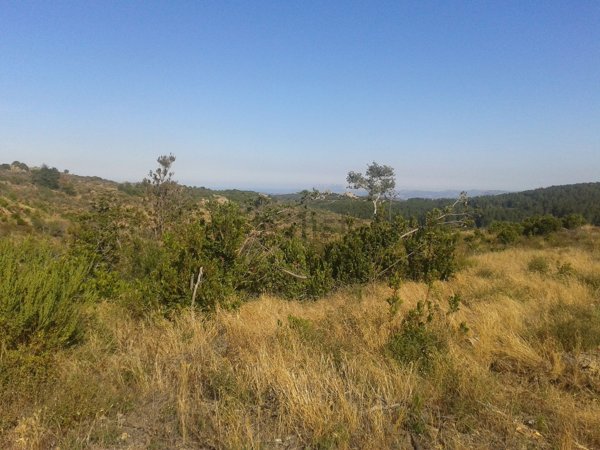 terreno agricolo in vendita a Berchidda