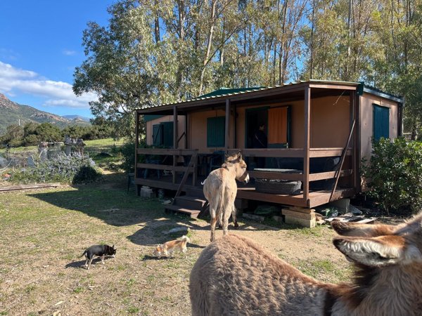 bivano in vendita a Bortigiadas