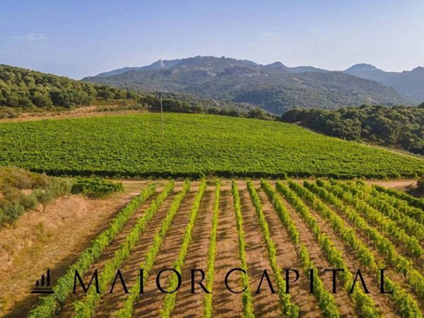 terreno in vendita a Calangianus