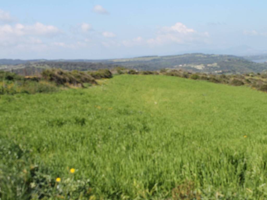 terreno agricolo in vendita ad Ittiri