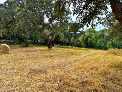 terreno agricolo in vendita a Luogosanto