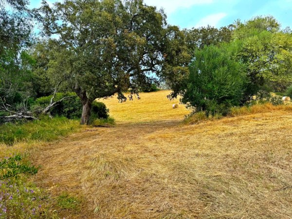 terreno agricolo in vendita a Luogosanto