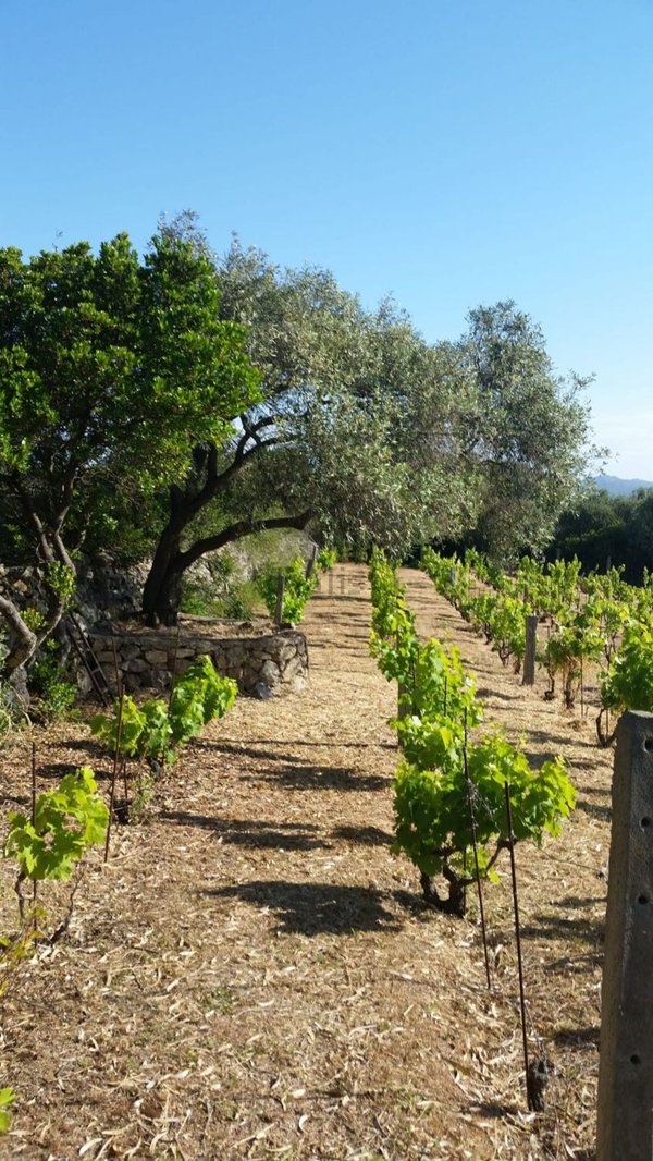 esavano in vendita a Luogosanto