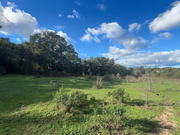 pentavano in vendita a Luogosanto