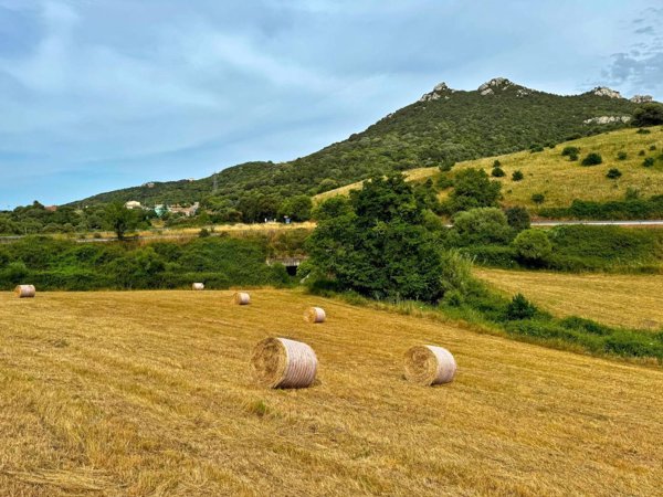 terreno agricolo in vendita a Luogosanto