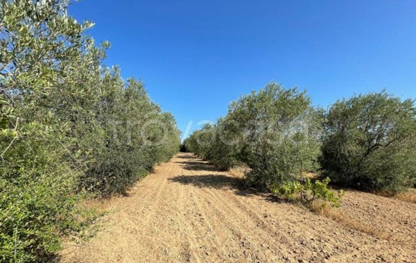 casa indipendente in vendita a Luogosanto