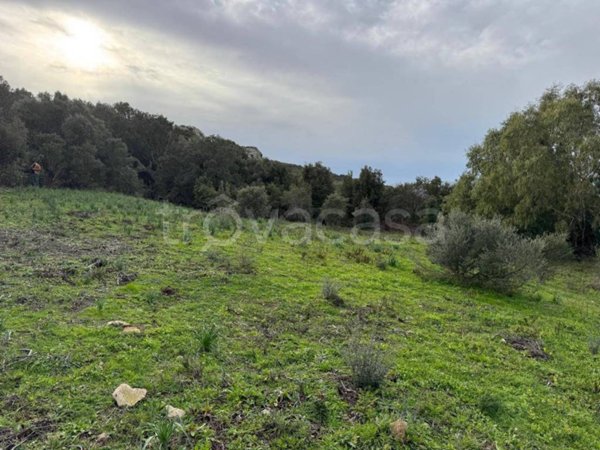 terreno agricolo in vendita a Luogosanto