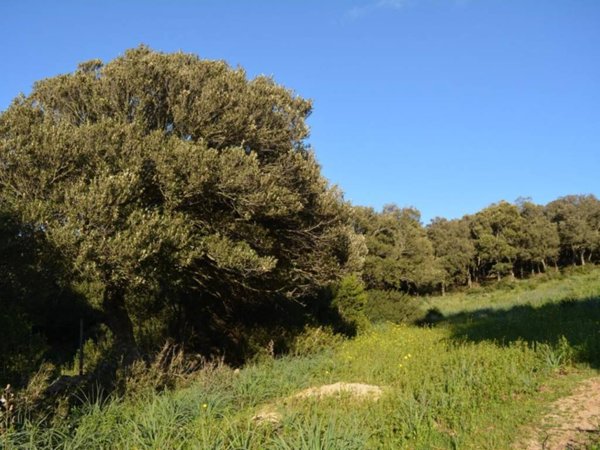 appartamento in vendita a Luogosanto