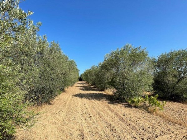 casa indipendente in vendita a Luogosanto